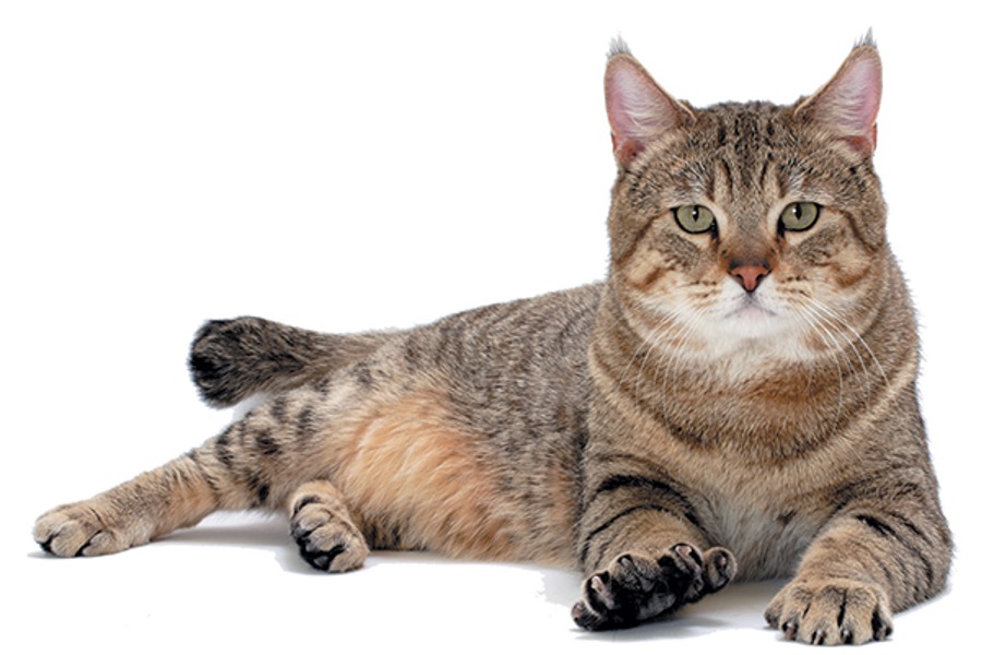 Natural absorbent minerals used in cat litter