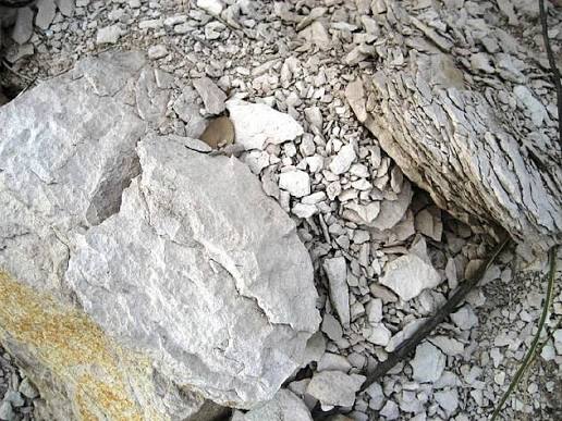 Diatomite